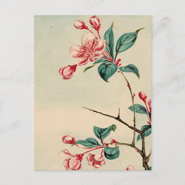 Plum tree fleurs Carte postale (Devant)