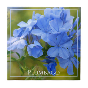 Plumbago - Blue Summer Flowers Nature Photography Tile
