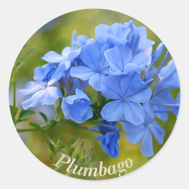 Plumbago - Blue Summer Flowers Picture Classic Round Sticker (Front)