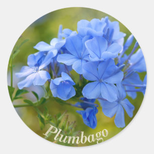 Plumbago - Blue Summer Flowers Picture Classic Round Sticker
