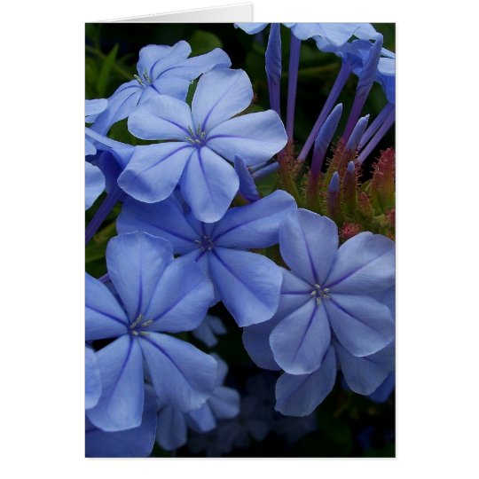 Plumbago Card