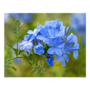 Plumbago - l'été bleu fleurit la photographie