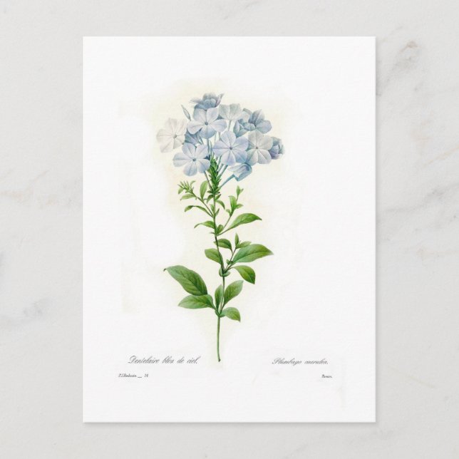 Plumbago Postcard (Front)