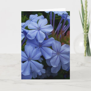 Plumbago Thank You Card