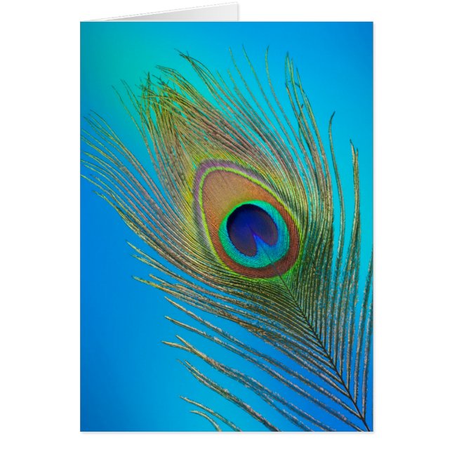 Plume de queue de paon (Devant)