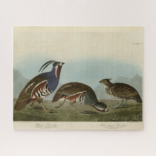 Plumed & Thick-legged Partridges - Audubon's Birds Jigsaw Puzzle