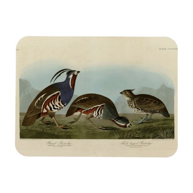Plumed & Thick-legged Partridges - Audubon's Birds Magnet (Horizontal)