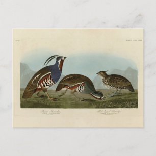 Plumed & Thick-legged Partridges - Audubon's Birds Postcard