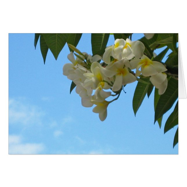 Plumeria (Front Horizontal)