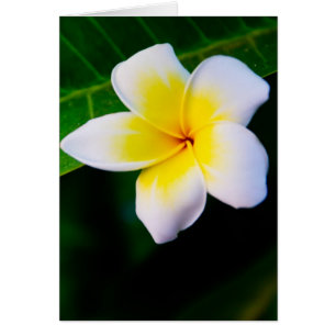 Plumeria