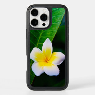 plumeria