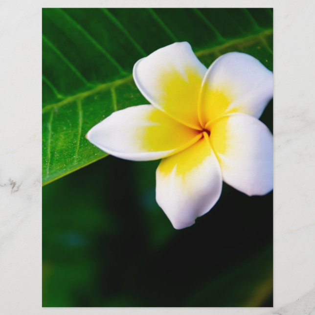 Plumeria (Front)