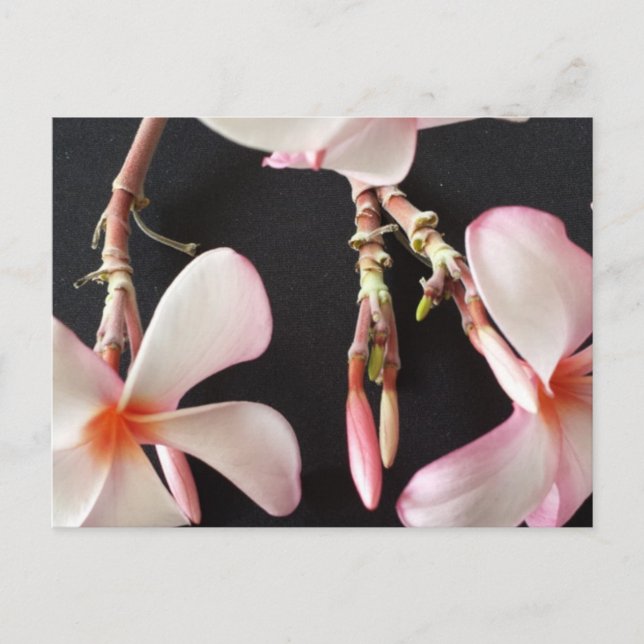 Plumeria 2 -educatedbrainfart postcard (Front)