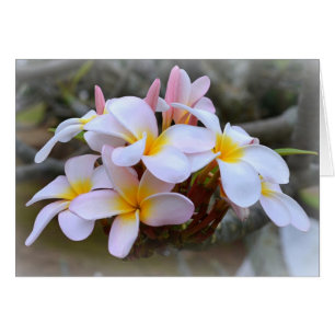 Plumeria blanche et rose, intérieur rose