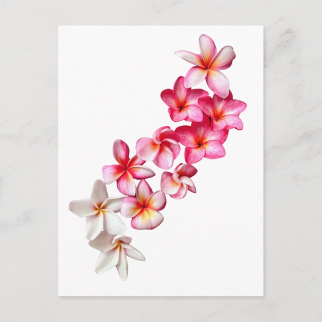 Plumeria Blooms Collage  Postcard (Front)