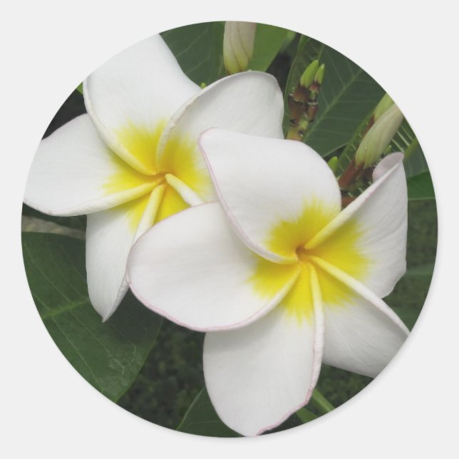 Plumeria Blossom Classic Round Sticker (Front)