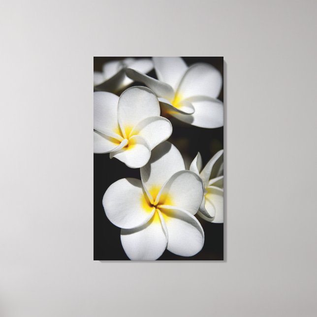 Plumeria Canvas Print (Front)