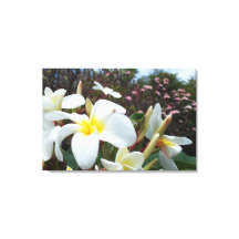 Plumeria Canvas Print 1