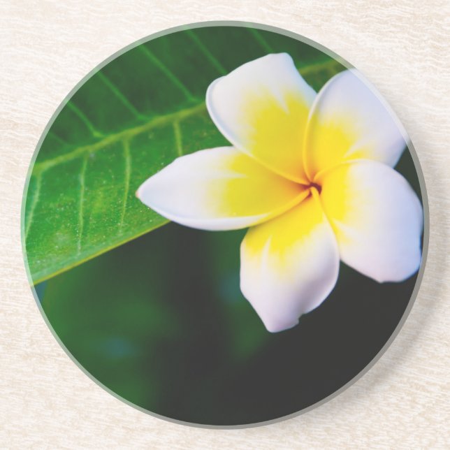Plumeria Coaster (Front)
