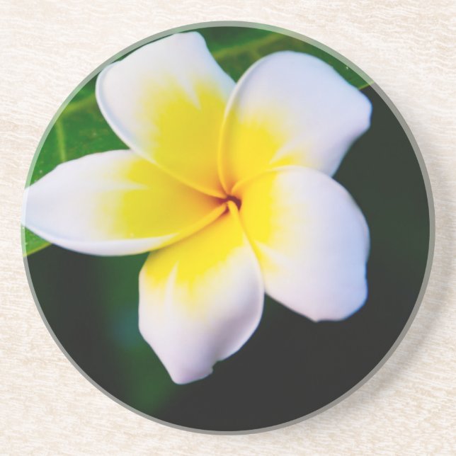 Plumeria Coaster (Front)
