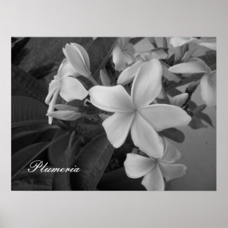 plumeria - Customized Poster