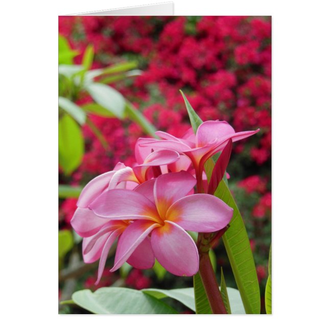 Plumeria et Bougainvillea (Devant)