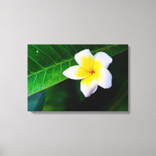 Plumeria Flower Photography Canvas Print