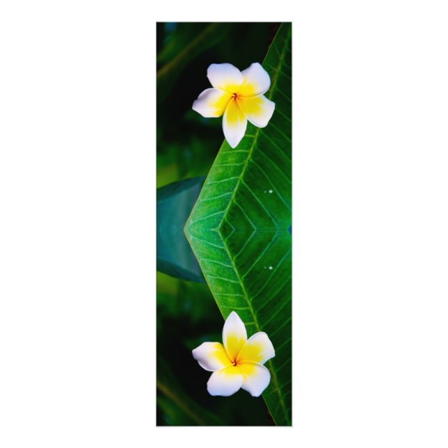 Plumeria Flower Photography Photo Print (Front)