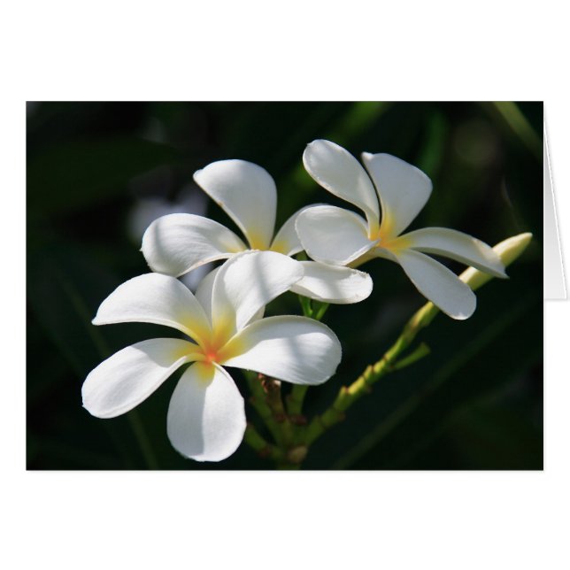 Plumeria Flowers (Front Horizontal)