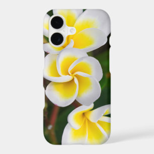 Plumeria flowers close-up, Hawaii