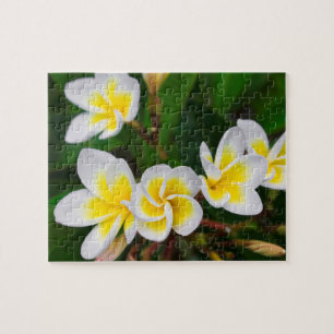 Plumeria flowers close-up, Hawaii Jigsaw Puzzle