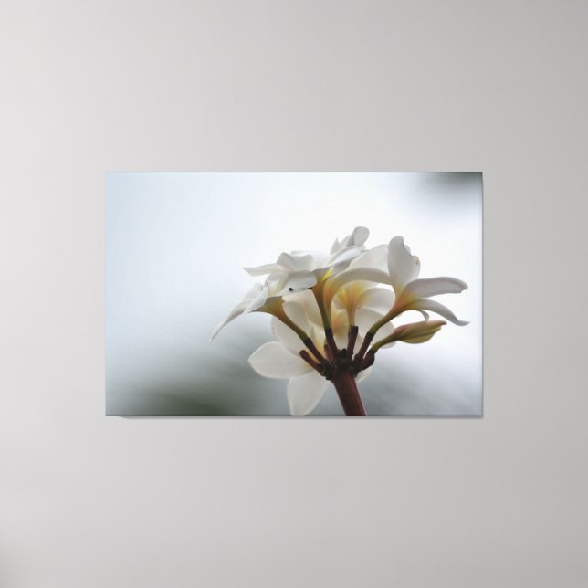 Plumeria Flowers Hawaii Canvas Print (Front)