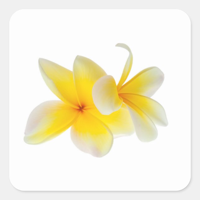 Plumeria Flowers Hawaiian White Yellow Frangipani Square Sticker (Front)