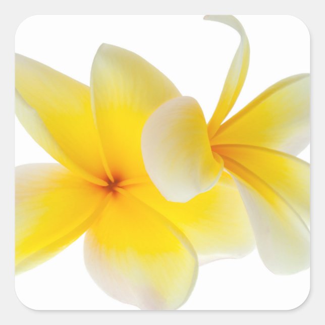 Plumeria Flowers Hawaiian White Yellow Frangipani Square Sticker (Front)