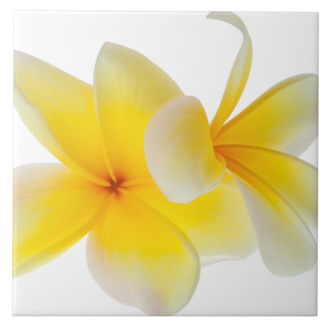 Plumeria Flowers Hawaiian White Yellow Frangipani Tile (Front)
