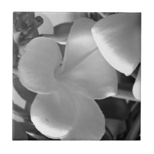 Plumeria Flowers in Black and White Tile
