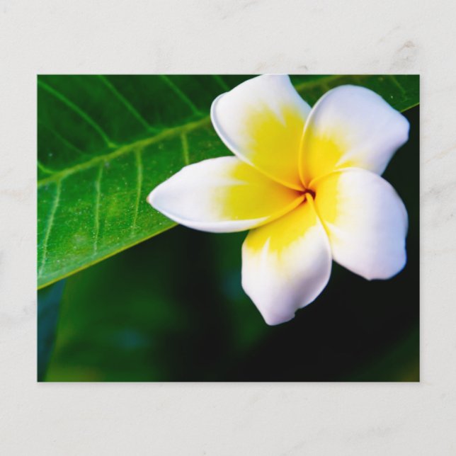 plumeria flyer (Front)