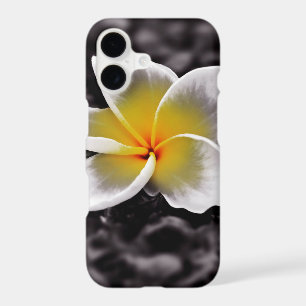 Plumeria Frangipani Hawaii Flower