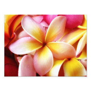 Plumeria Frangipani Hawaii Flower Customized Blank Photo Print