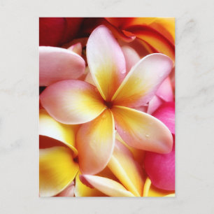 Plumeria Frangipani Hawaii Flower Customized Blank Postcard