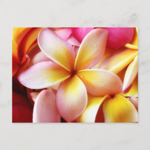 Plumeria Frangipani Hawaii Flower Customized Blank Postcard