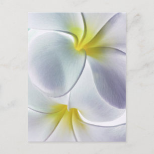 Plumeria Frangipani Hawaii Flower Customized Blank Postcard