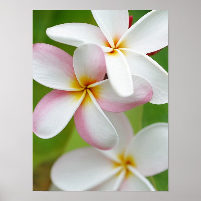 Plumeria Frangipani Hawaii Flower Customized Blank Poster (Front)