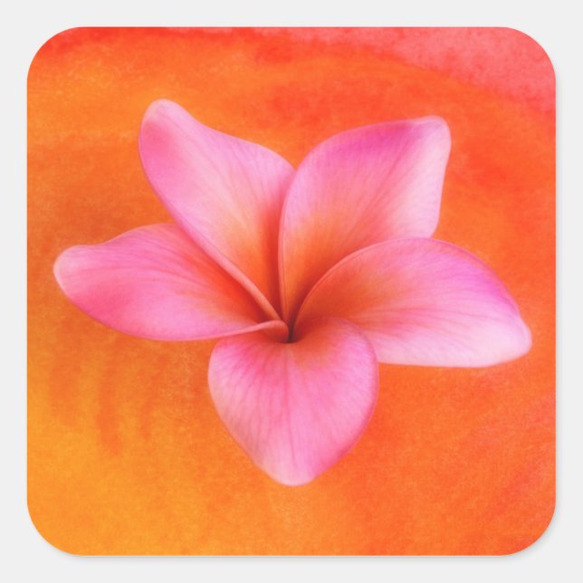 Plumeria Frangipani Hawaii Flower Customized Blank Square Sticker (Front)