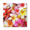 Plumeria Frangipani Hawaii Flower Customized