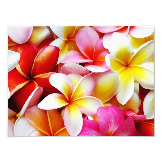 Plumeria Frangipani Hawaii Flower Customized Photo Print (Front)