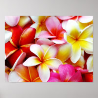 Plumeria Frangipani Hawaii Flower Customized