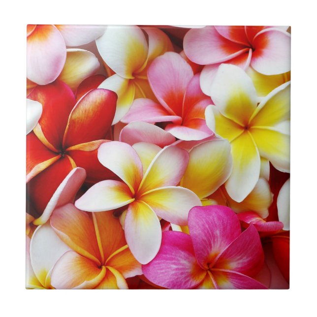 Plumeria Frangipani Hawaii Flower Customized Tile (Front)
