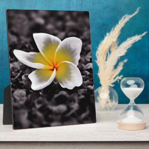 Plumeria Frangipani Hawaii Flower Plaque