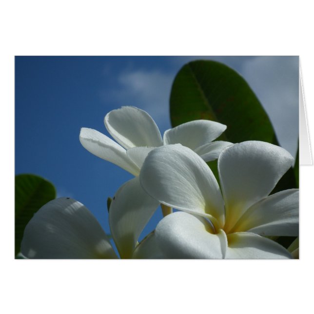 Plumeria Gift Card (Front Horizontal)